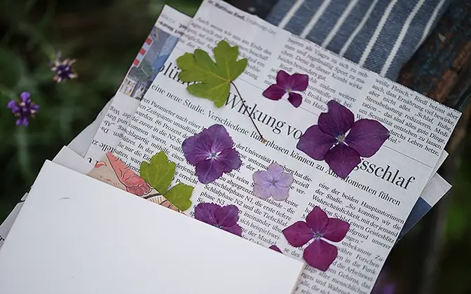 Gepresster violette Hortensienblüten und zwei Blätter liegen auf zugeschnittenes Zeitungspapier, das von einer weißen Fliese etwas verdeckt wird.